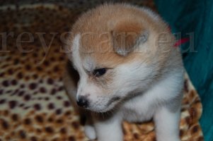 14 nechala jsem se strhnout.jpg